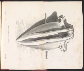 Czaszka wieloryba, 1827 Face supérieure du Crâne (tytuł na obiekcie)