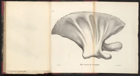 Łopatka wieloryba, 1827 Face interne de l