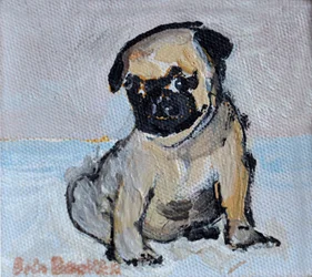 Vincent, szczeniak mopsa