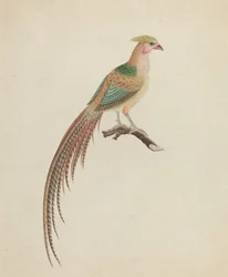 Bażant złocisty (Chrysolophus pictus)