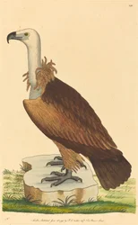 Sęp alpejski