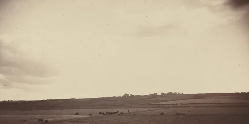 Widok pola z krowami, lata 1850-1860 (zdjęcie)