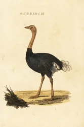 Struś pospolity, Struthio camelus