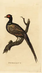 Bażant zwyczajny, Phasianus colchicus