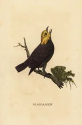 Manakin złotogłowy , Ceratopipra erythrocephala