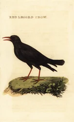 Klin czerwonodzioby, Pyrrhocorax pyrrhocorax