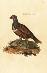 Kuropatwa szkocka, Lagopus lagopus scotica