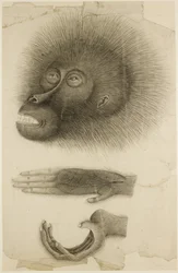 Głowa i ręce orangutana, ok. 1818-30 (ołówek i akwarela na papierze)
