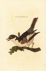 Pliszka siwa , Motacilla alba