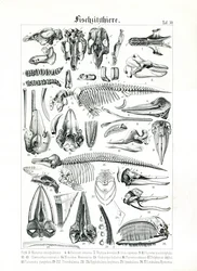 Ilustracje anatomiczne ssaków morskich