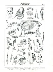 Ilustracja anatomiczna pachydermy