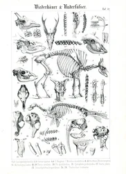 Ilustracja anatomiczna przeżuwaczy i płetwonogich