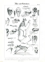Anatomia porównawcza naczelnych i nietoperzy