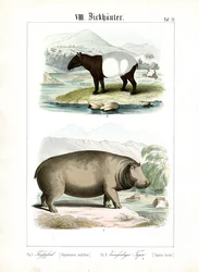 Hipopotam i tapir