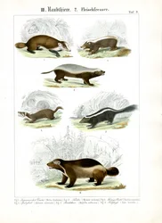 Mięsożerne Mustelidae