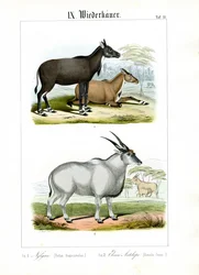 Antylopy Nilgai i Eland