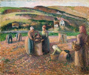 Zbieranie ziemniaków, 1893
