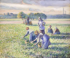 Zbiór grochu, 1887