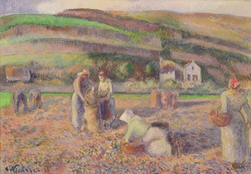 Zbiór ziemniaków, 1886 r.
