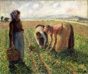 Zbiór grochu, Eragny, 1893.