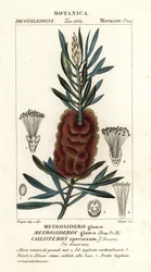 Szczotka do butelek Albany, Callistemon piękna