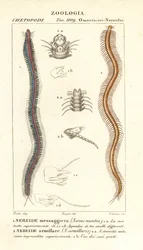 Nereida zębata , Perinereis nuntia 1 i nereid , Syllis armillaris 2