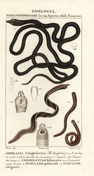 Robak bootlace, Lineus longissimus 1, Borlasia angliae 1, robak trąbka, Cerebratulus bilineatus 2, Cerebratulus bilineatus 2, wstążka, Tubulanus polimorphus 3, Tubulanus elegans 4
