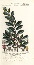 Wiąz chiński lub wiąz koronkowy, Ulmus parvifolia, Ulmus chinensis, Olmo della China