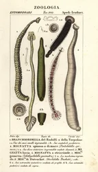 Pijawki rybne i pijawki słodkowodne: Branchiobdellida 1, Pontobdella spinosa 2, Whitmania laevis 3, Hirudo vittata 4, Piscicola geometra 5, Ichthyobdella geometra 5, Geobdella trochetii 6