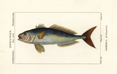 Amberjack większy, Seriola dumerili, Seriola di Dumeril