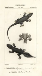 Gekon domowy, Hemidactylus frenatus 1 i gekon szerokoogonowy, Phyllurus platurus 2