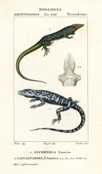 Junglerunner, Ameiva ameiva, Lucertola ameiva 1 i golden tegu, Tupinambis teguixin, Safeguard of America