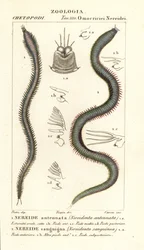 Leodice antennata, Nereidonta antennata 1 i Eunice sanguinea, Nereidonta sanguinea 2