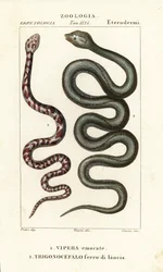 Kobra plująca, Hemachatus haemachatus 1 i Martynika lancetowata, Bothrops lanceolatus 2