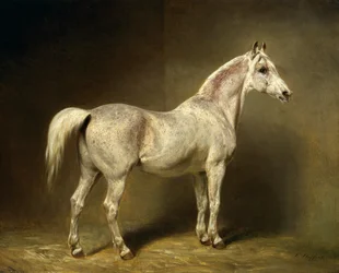 „Beatrice”, biały arabski koń wierzchowy Helmutha Grafa von Moltke, 1855