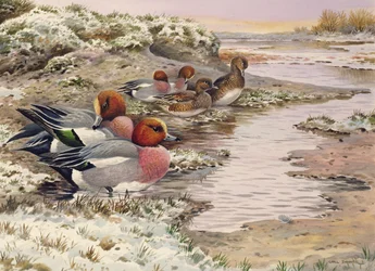 Świt na Washs - Wigeon