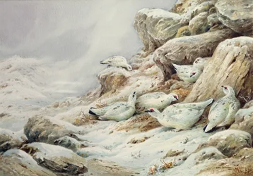 Ptarmigan w pokrytym śniegiem krajobrazie
