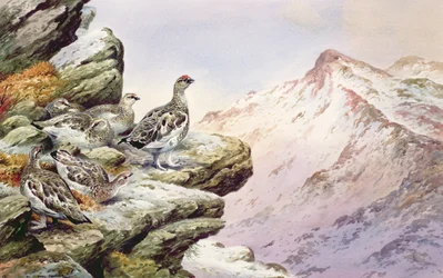 Ptarmigan na wysokich szczytach