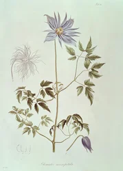 Clematis macropetala z „Icones Plantarum Floram Rossicam” 1829