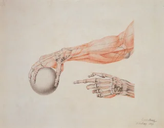 Anatomiczne ręce, 1837 (kolorowe kredy na papierze)