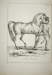 Gwardia królewska, Norman Cavalier, nie w pełnym stroju, i koń, nr 3