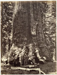 Podstawa Grizzly Giant, z książki Yosemite Book: opis doliny Yosemite i przyległego regionu Sierra Nevada oraz wielkich drzew Kalifornii, Josiah Dwight Whitney (1819)