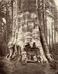 Matka Lasu, 1865-66, druk ok. 1876.