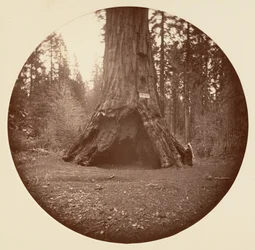 Kabina Pioneers - Calaveras Grove, ca. 1878.