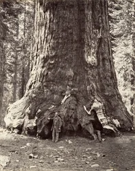 Sekcja Grizzly Giant, obwód 101 stóp, 1865-66, wydrukowany ca. 1876.