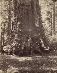 Sekcja olbrzyma Grizzly z Galenem Clarkiem, Mariposa Grove, Yosemite, 1865-66, wydrukowany ca. 1876.