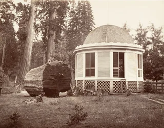 Dom zbudowany na pieńku wielkiego drzewa, 1865-66, wydrukowany ca. 1876.