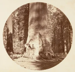 Matka Lasu - Gaj Calaveras, ca. 1878.