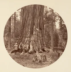 Duma Lasu - Gaj Calaveras, ca. 1878.