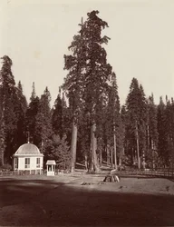 Sentinel, 315 stóp, 1865-66, wydrukowany ok. 1876.